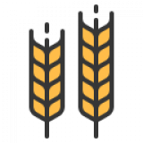 Barley-based Drinks